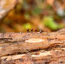 Attēlu rezultāti vaicājumam “Trichia ambigua stalked”