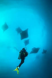 Image result for Manta Divers Sub-Aqua Club