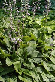 Attēlu rezultāti vaicājumam “Hosta sp. flower”