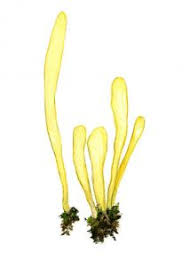 Attēlu rezultāti vaicājumam “Clavaria argillacea”