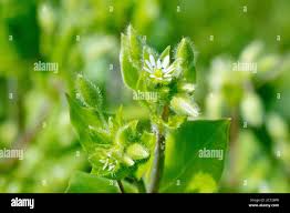 Attēlu rezultāti vaicājumam “Stellaria media bud”