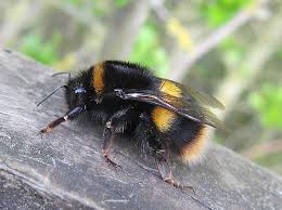 Attēlu rezultāti vaicājumam “Bombus terrestris”
