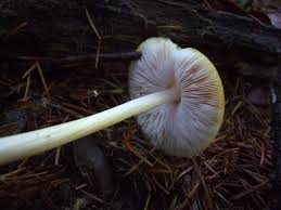 Attēlu rezultāti vaicājumam “Pluteus leoninus”