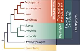 Attēlu rezultāti vaicājumam “Chlorophyta”