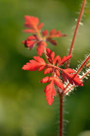 Attēlu rezultāti vaicājumam “Geranium robertianum leaf”