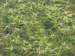 Attēlu rezultāti vaicājumam “Callitriche cophocarpa”