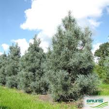 Attēlu rezultāti vaicājumam “Pinus sylvestris var. turfosa”