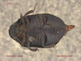 Attēlu rezultāti vaicājumam “Byrrhidae”