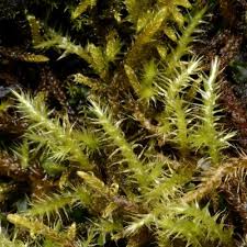 Attēlu rezultāti vaicājumam “Campylium stellatum”