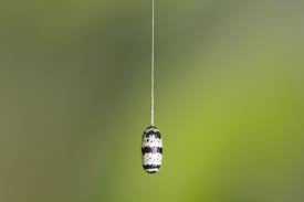 Attēlu rezultāti vaicājumam “Ichneumonidae cocoon”