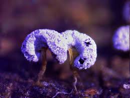 Attēlu rezultāti vaicājumam “Collaria rubens macro”