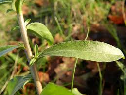 Attēlu rezultāti vaicājumam “Berteroa incana”