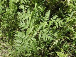 Attēlu rezultāti vaicājumam “Anthriscus sylvestris leaf”