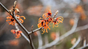 Attēlu rezultāti vaicājumam “Hamamelis vernalis flower”