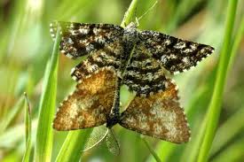 Attēlu rezultāti vaicājumam “Ematurga atomaria male”