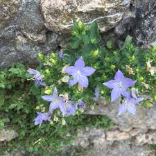 Image result for Campanula isophylla