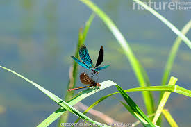 Attēlu rezultāti vaicājumam “Calopteryx splendens”