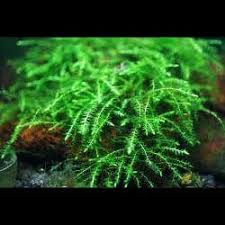 Attēlu rezultāti vaicājumam “Drepanocladus aduncus”