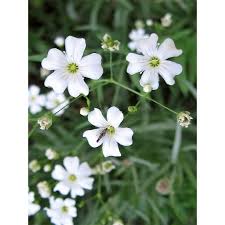 Image result for Gypsophila elegans