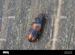 Attēlu rezultāti vaicājumam “Bitoma crenata”