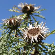 Image result for Silberdistel