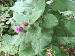 Attēlu rezultāti vaicājumam “Arctium”