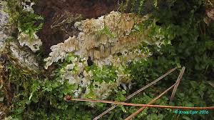 Attēlu rezultāti vaicājumam “Junghuhnia pseudozilingiana”