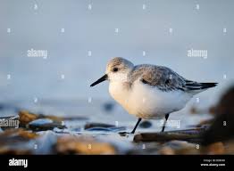 Attēlu rezultāti vaicājumam “Calidris alba adult”