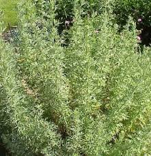 Image result for Artemisia gmelinii