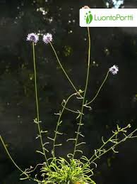 Attēlu rezultāti vaicājumam “Jasione montana fruit”