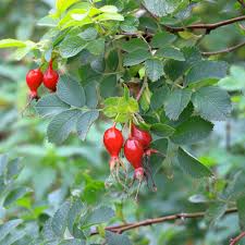 Attēlu rezultāti vaicājumam “Rosa majalis fruit”