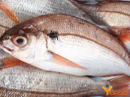 Image result for Pagellus bogaraveo