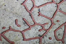 Attēlu rezultāti vaicājumam “Willkommlangea reticulata plasmodium”