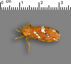 Attēlu rezultāti vaicājumam “Hepialus lupulinus”