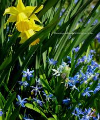 Attēlu rezultāti vaicājumam “Scilla siberica leaf”