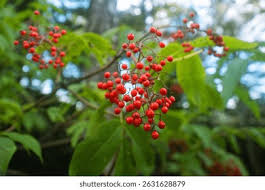 Attēlu rezultāti vaicājumam “Sambucus racemosa fruit”