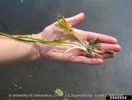 Attēlu rezultāti vaicājumam “Butomus umbellatus bud”