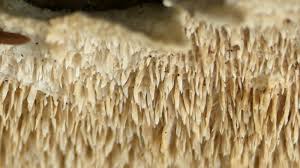 Attēlu rezultāti vaicājumam “Irpex lacteus”