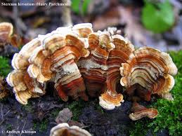 Attēlu rezultāti vaicājumam “Stereum hirsutum”