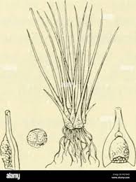 Attēlu rezultāti vaicājumam “Isoetaceae”