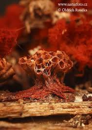 Attēlu rezultāti vaicājumam “Metatrichia sp.”