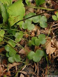 Attēlu rezultāti vaicājumam “Hepatica nobilis leaf”