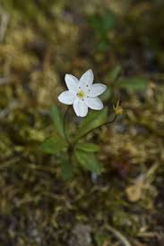 Attēlu rezultāti vaicājumam “Trientalis europaea leaf”