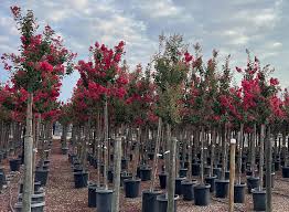Image result for Lagerstroemia