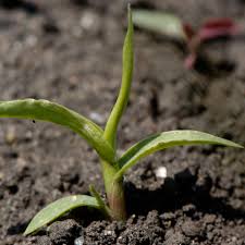 Attēlu rezultāti vaicājumam “Setaria viridis fruit”