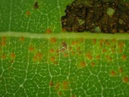 Attēlu rezultāti vaicājumam “Coleosporium sp.”