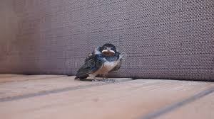 Attēlu rezultāti vaicājumam “Hirundo rustica juvenile”