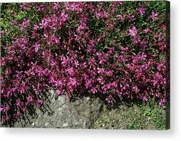 Image result for Silene schafta