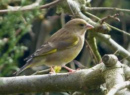 Attēlu rezultāti vaicājumam “Chloris chloris female”