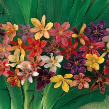 Image result for Pardancanda norrisii